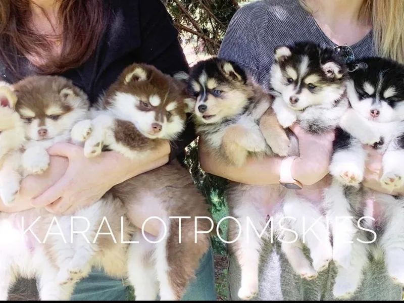 Karalot Pomskies