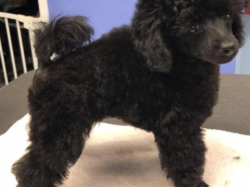 Karamba Toy Poodles