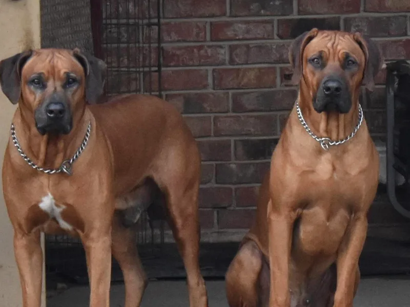 Karamojo Ridgebacks, Breeding Quality since 2012