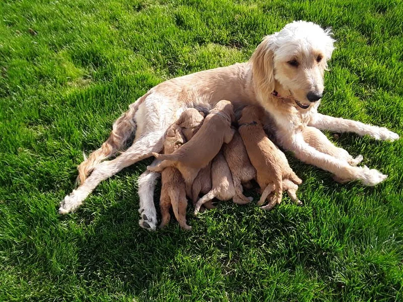 Karan Goeke's Golden Retrievers