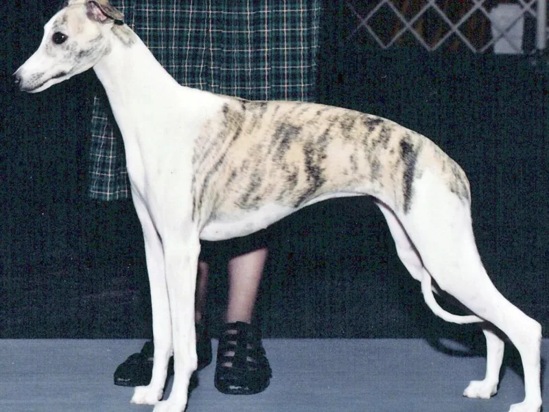 Karasar Whippets