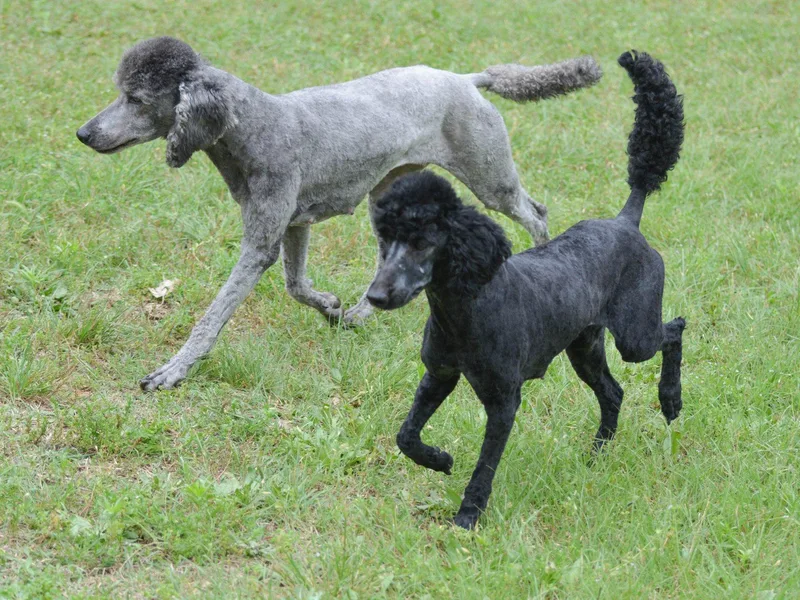 Karbit Poodles photo 1