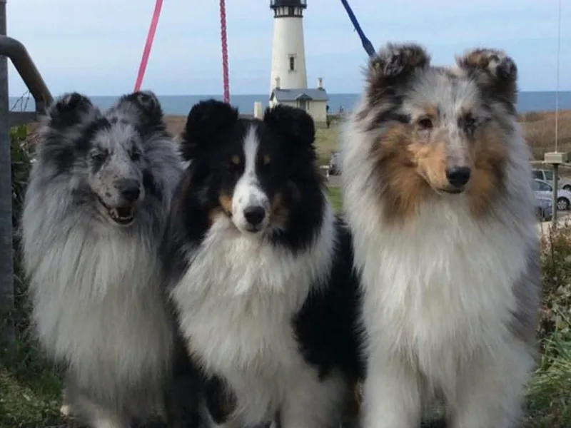 Karefree Shelties