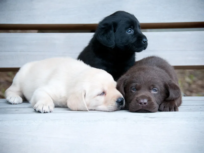 Karemy Kennels (Karemy Labradors)