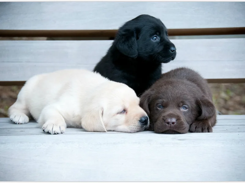 Karemy Labradors
