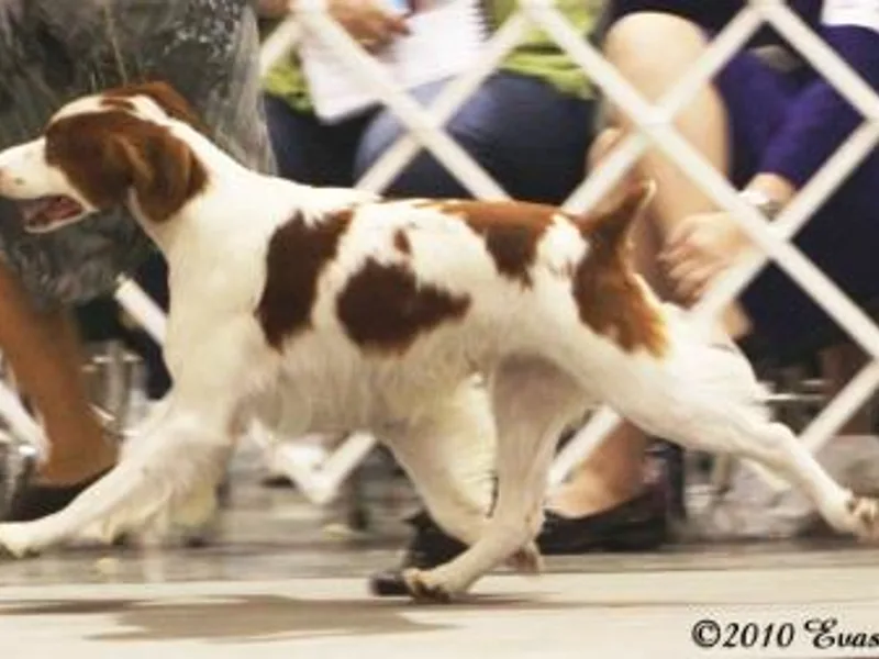 Karen Hanson- Labyrinth Brittanys