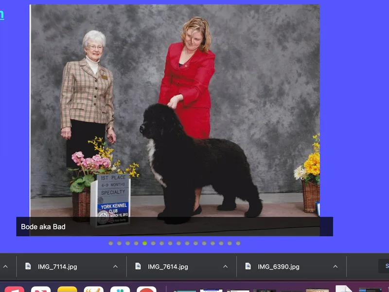 Karen Moore's Newfoundlands