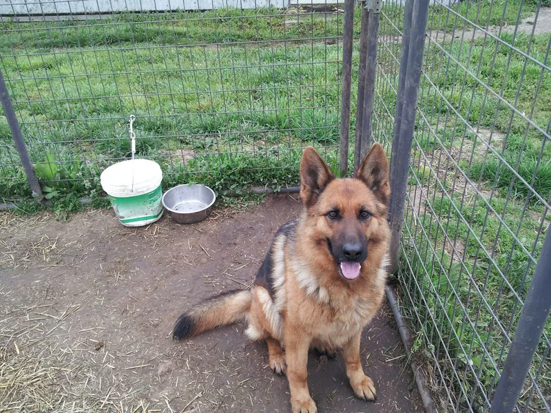 Karen Outhier's German Shepherds