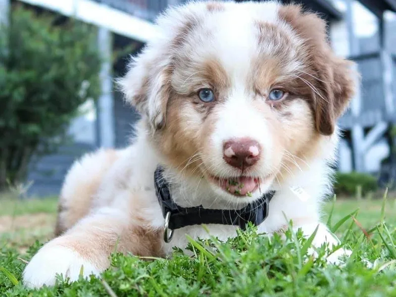 Karen Raymond's Miniature American Shepherds