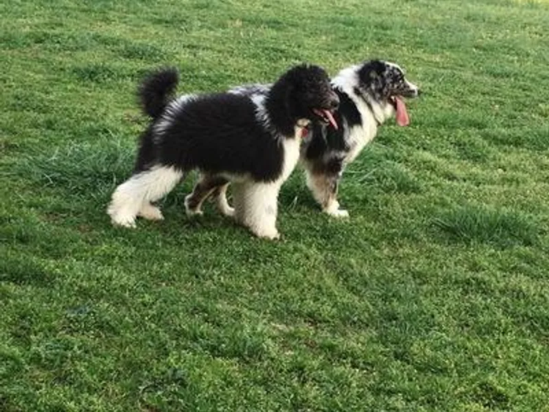 Karen's Aussiedoodles