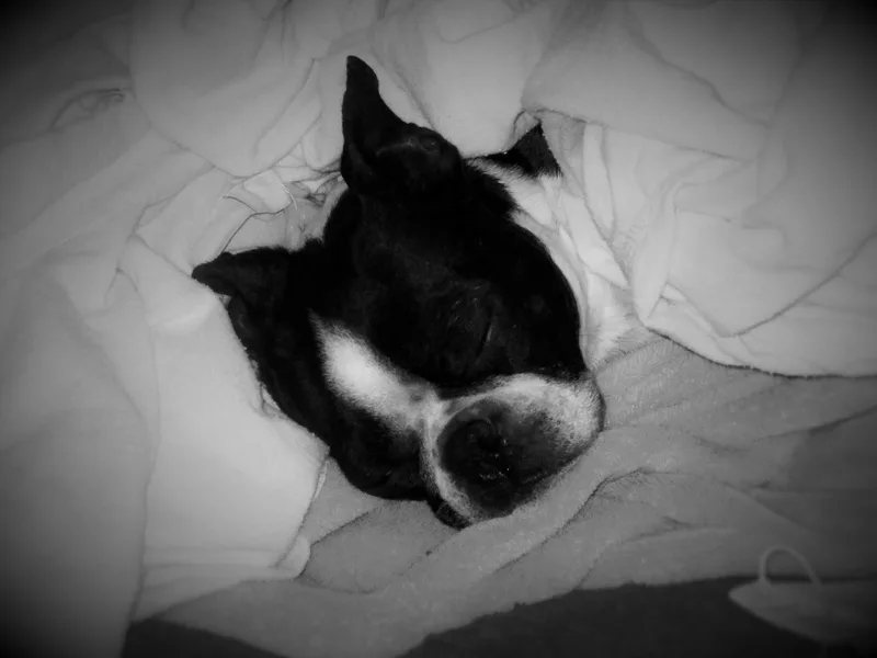 Karen's Boston Terriers