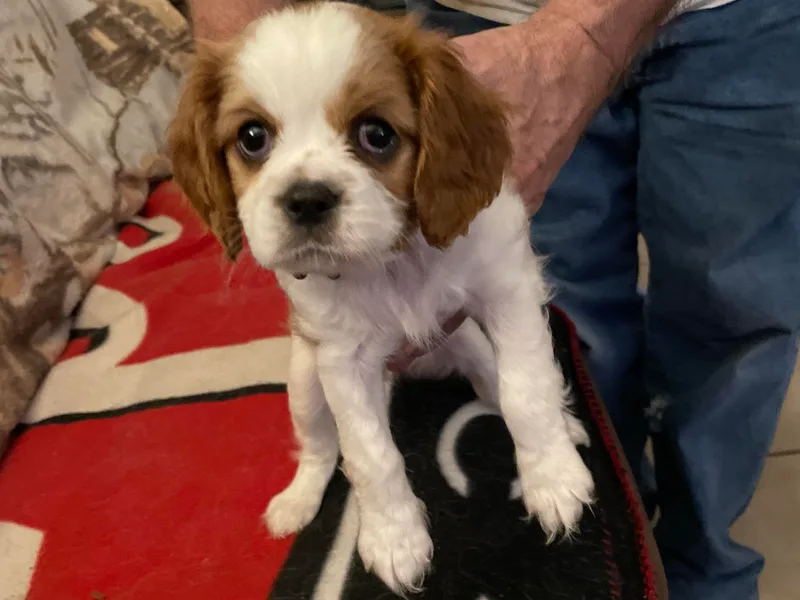 Karen's Cavalier King Charles Spaniels