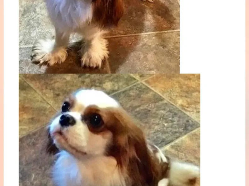Karen's Cavaliers