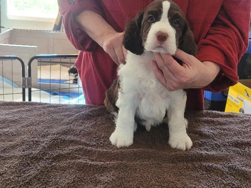 Karen's English Springer Spaniels