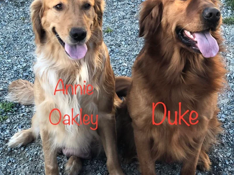 Karen's Goldens