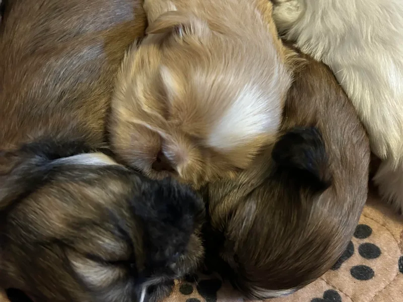 Karen's Shih Tzus
