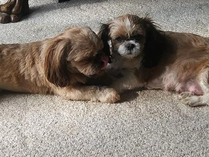 Karen's Tzus of Palmyra-Macedon