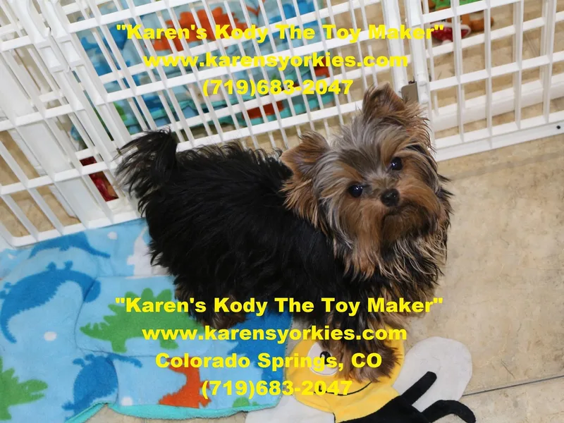 Karen's Yorkies