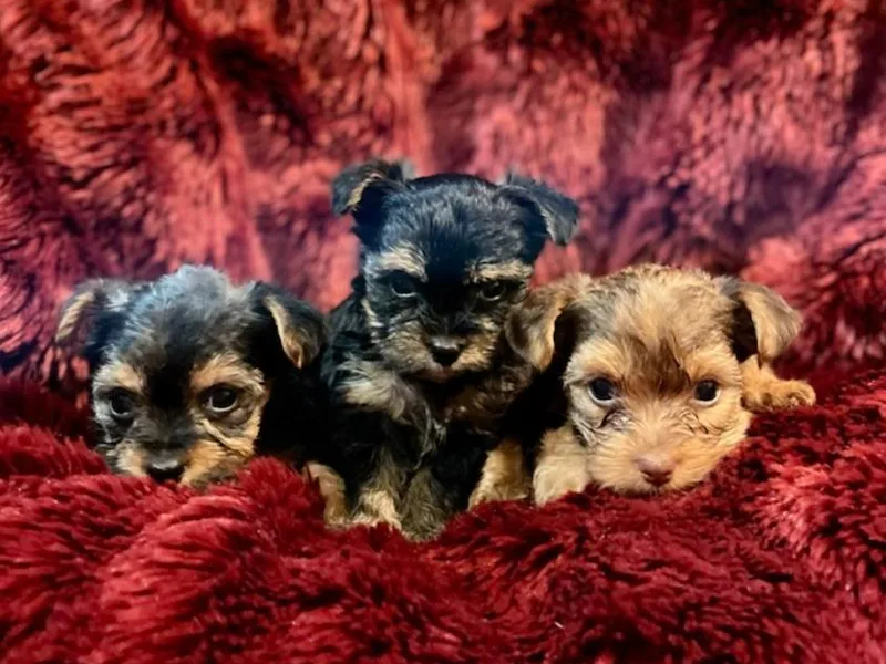 Karen's Yorkshire Terrier