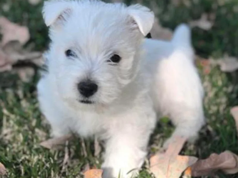 Karen Williams's West Highland White Terriers