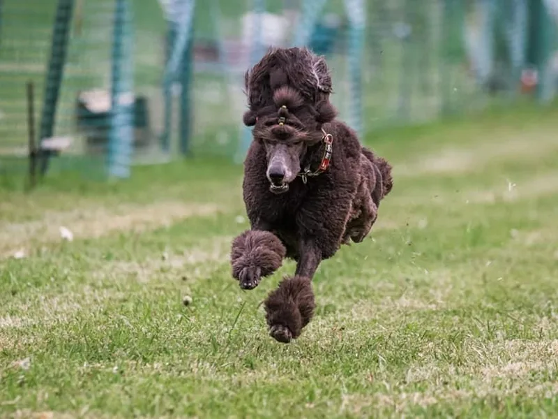 Karesque Standard Poodles