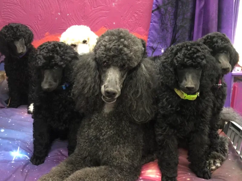 Karesque Standard Poodles