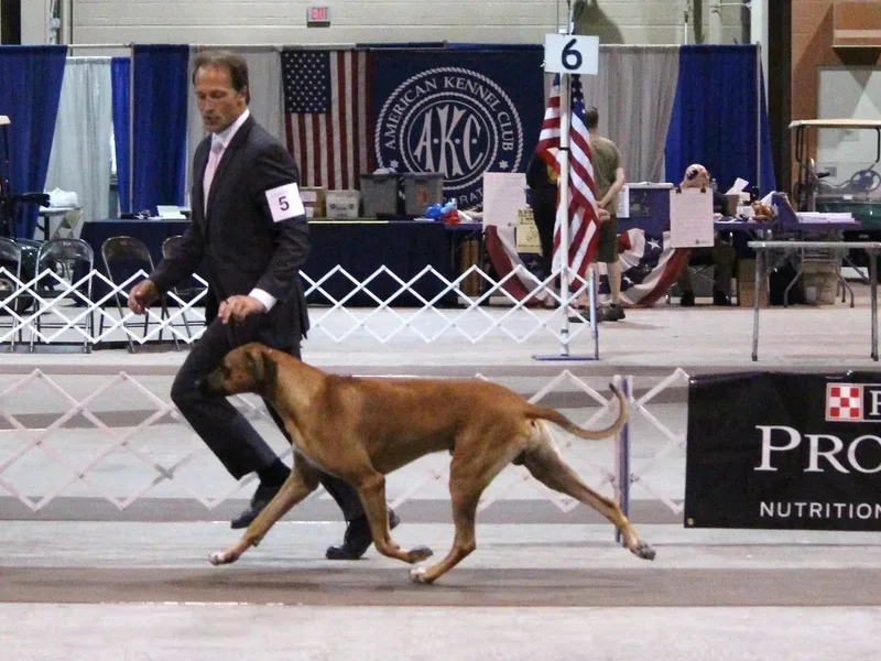 Karhiba Rhodesian Ridgebacks