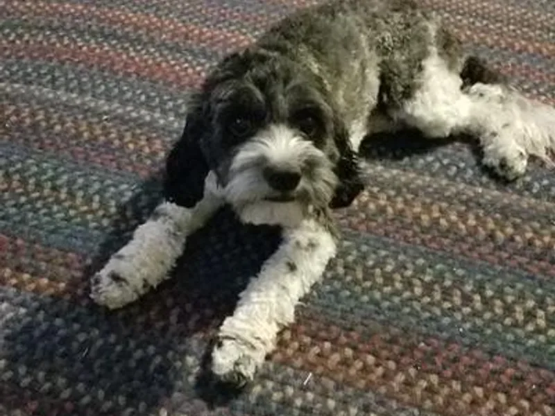 Kari's Cavapoos photo 1