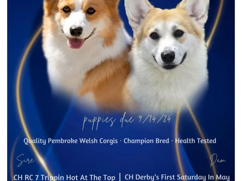 Kari's Pembroke Welsh Corgis