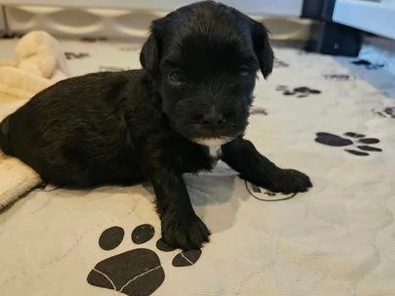 Karimma's Pups photo 1