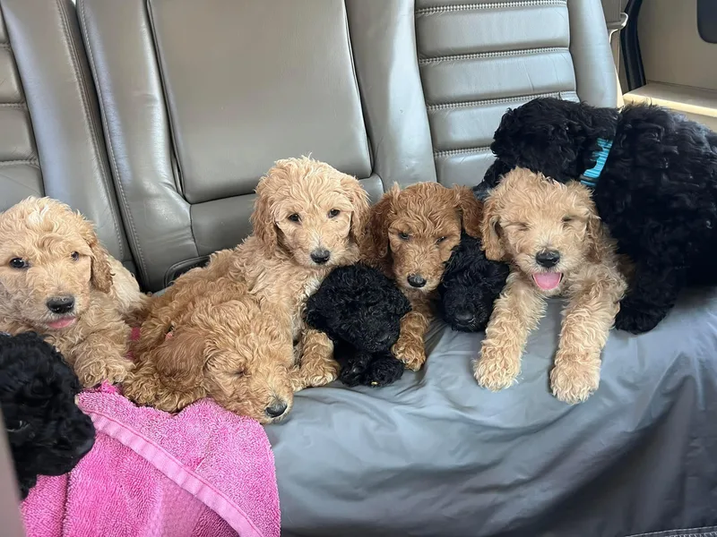 Karing Hands Poodles photo 1