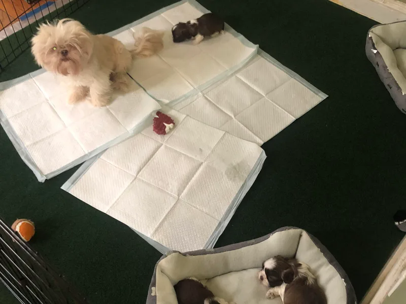 Karla’s Shih Tzus