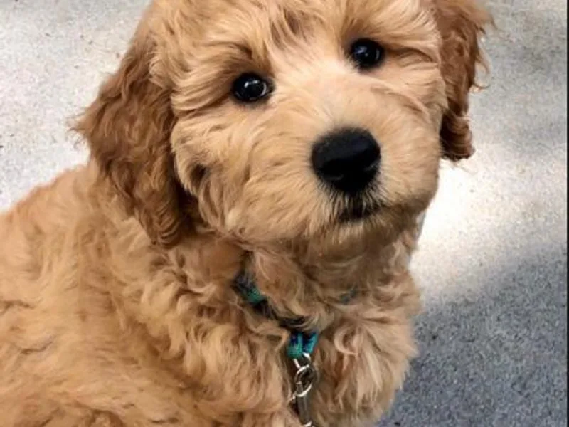 Karlas Pet Rendezvous