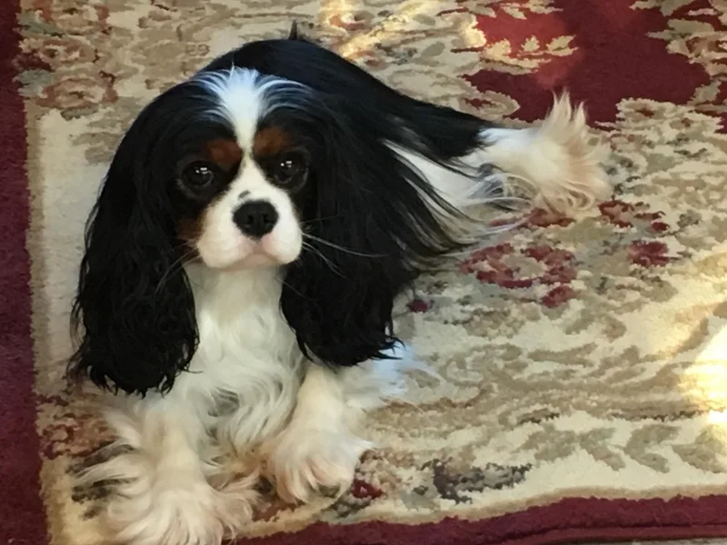 Karlee Gray Stone Cavaliers