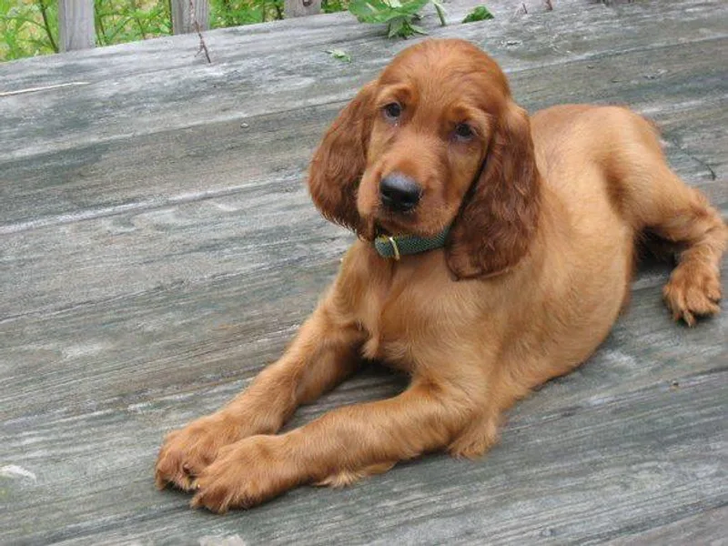 Karlyn Kennels photo 1