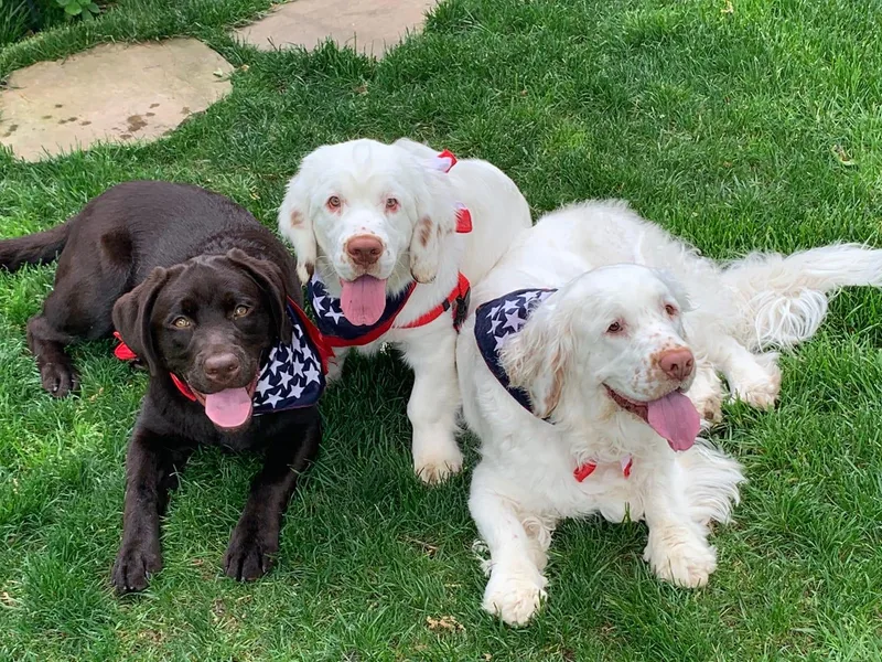 Karma Clumber Spaniels photo 1