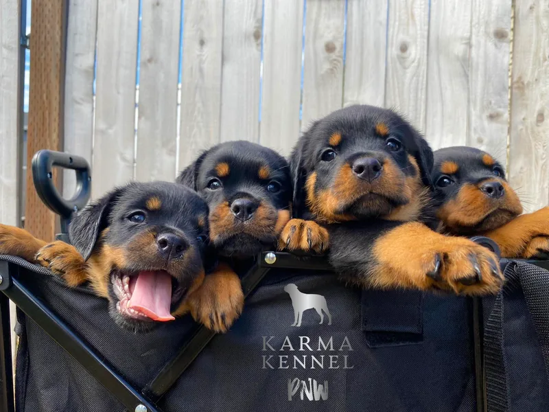 Karma Kennel PNW