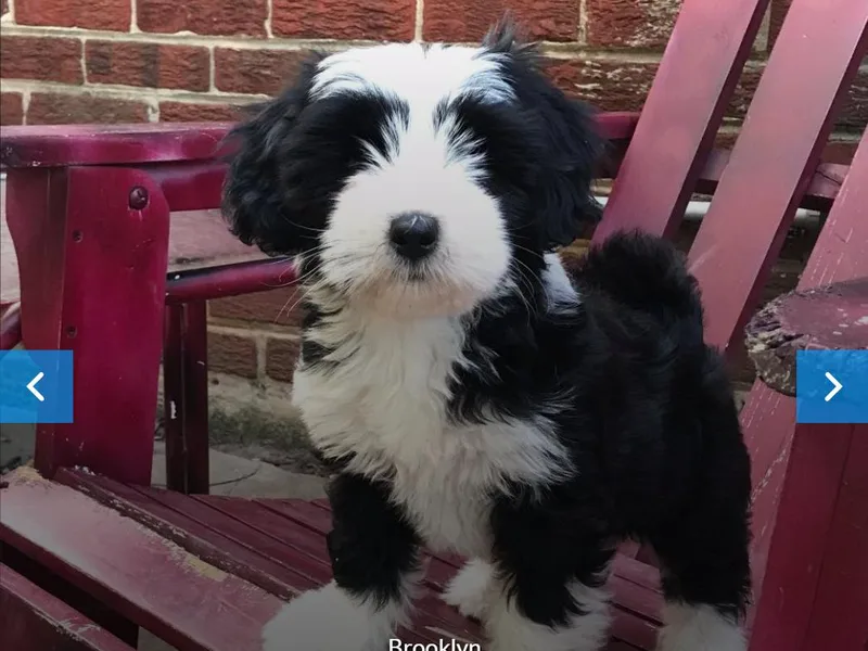 Karma Tibetan Terriers