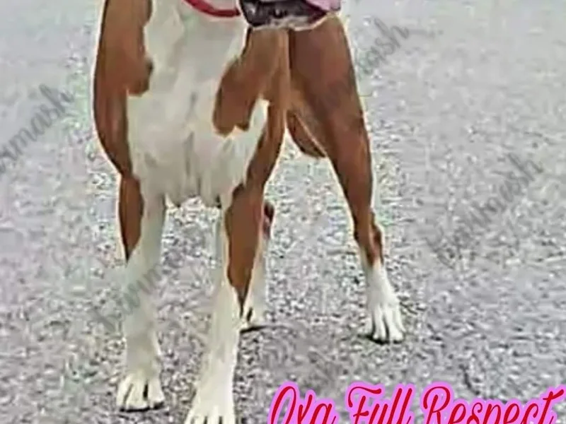 Karmash Boxers, Bulldogs and Krymson Kandy Shihtzus