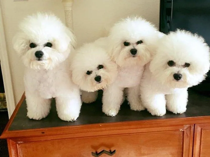 Karmel Bichons