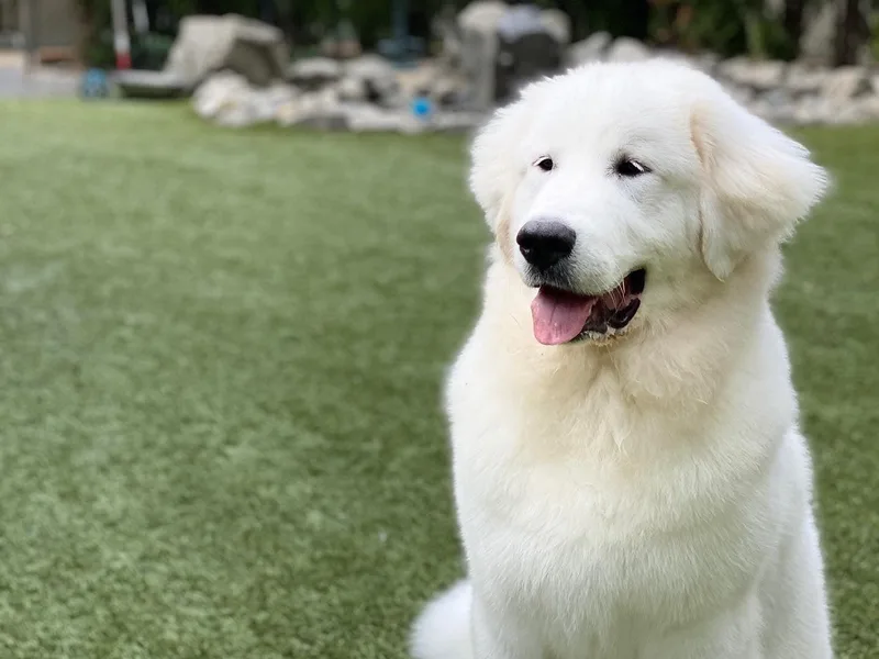 Karolaska Great Pyrenees