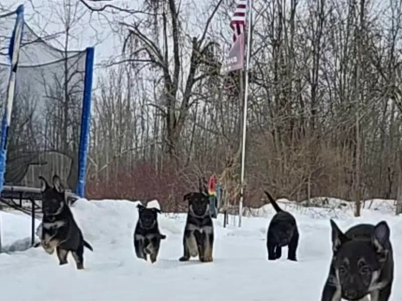 Karriage Haus Kennels