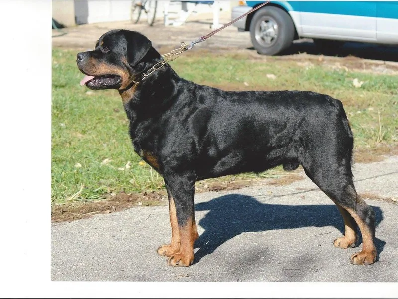 Karriem Rottweilers