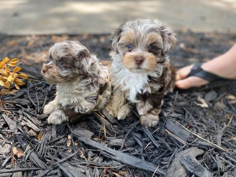 Karson’s Tiny Paws photo 1