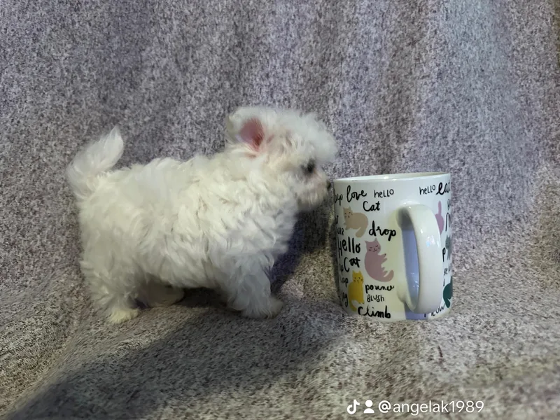 Karst Tiny Paws Kennel