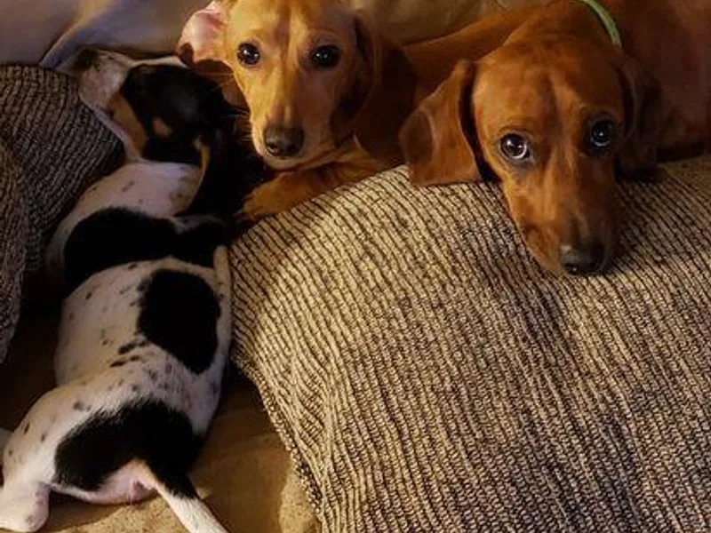 Kary's Mini Doxie Kuddles
