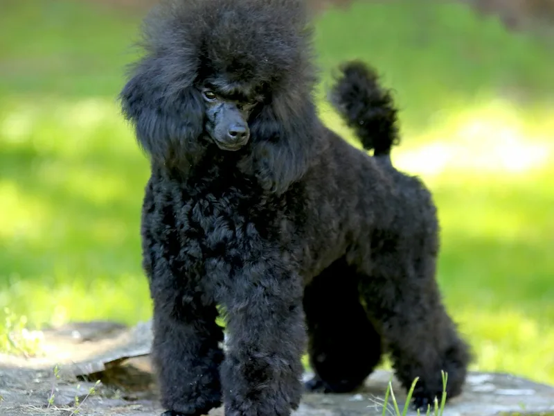 Karys Toy Poodles