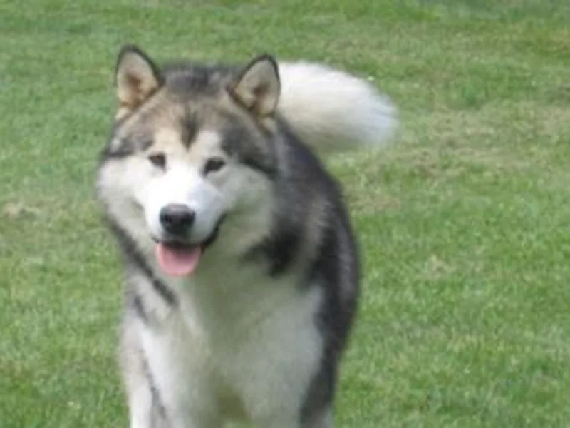 Kasaan Alaskan Malamutes