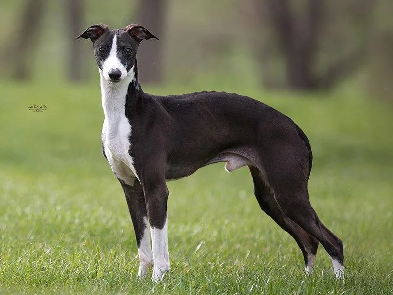 Kashmir Italian Greyhounds