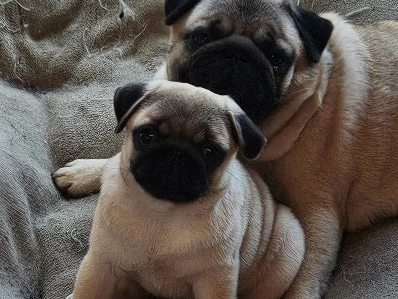 Kashmir Pugs photo 1